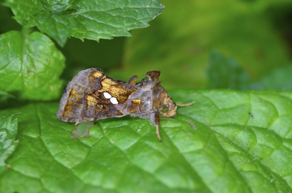 identificazione Autographa - No, Chrysodeixis chalcites